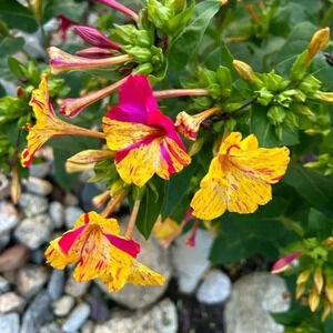 Four O'Clock Seeds - 50 seeds